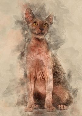 Kitten Lykoi cat 3 months