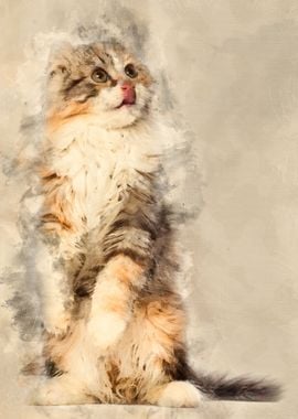 American Curl kitten 3 mon