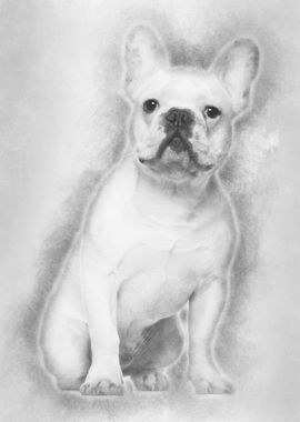 French Bulldog 7 months ol