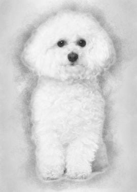 Bichon frise 5 years old s