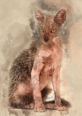 Kitten Lykoi cat 3 months