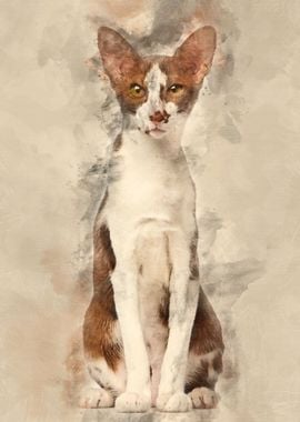 Oriental Shorthair sitting