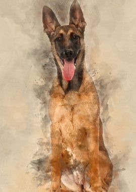 Belgian Shepherd Dog puppy