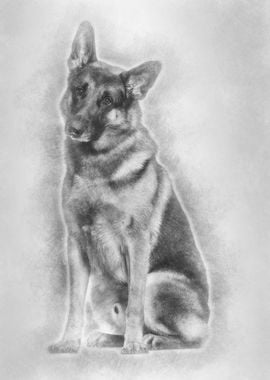 German Shepherd dog sittin