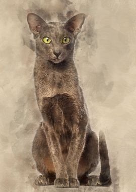 Oriental Shorthair sitting