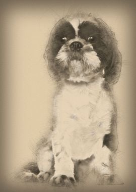 Shih Tzu 5 years old sitti