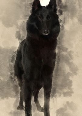 Belgian Shepherd Dog 1 Yea