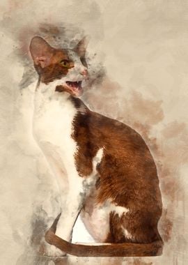 Oriental Shorthair sitting