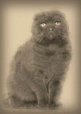 Portrait of Scottish Fold 