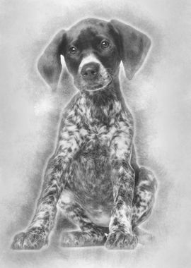 German Shorthaired Pointer