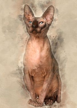 Sphynx cat 1 year old sitt