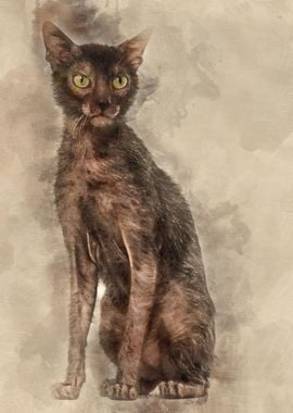 Lykoi cat also called the