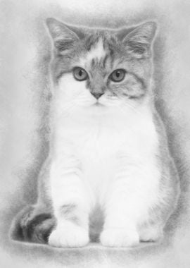 British Shorthair kitten 3