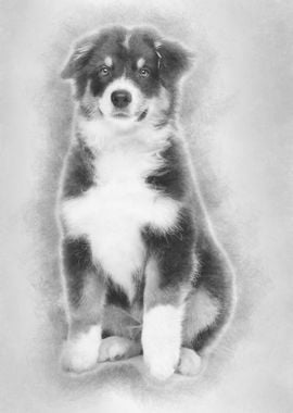 Australian Shepherd 3 mont