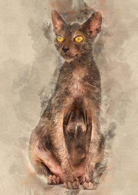 Lykoi cat also called the