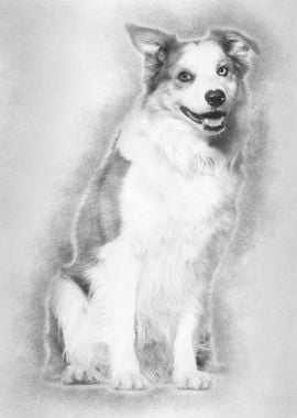 Border Collie sitting agai