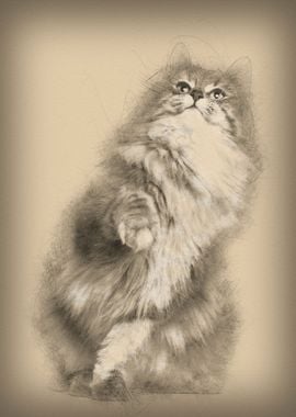 Norwegian Forest Cat 1 and