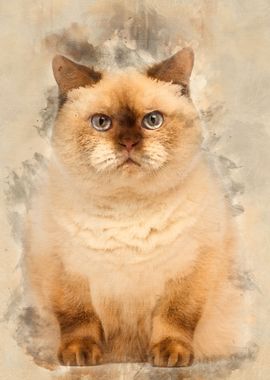 Fat British Shorthair 25 