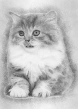 British Longhair kitten 2