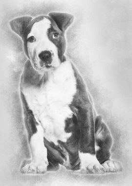 American Staffordshire Ter