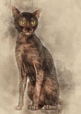 Lykoi cat also called the 