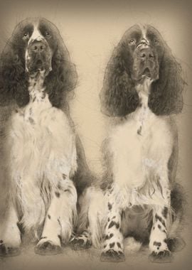 Two English Springer spani