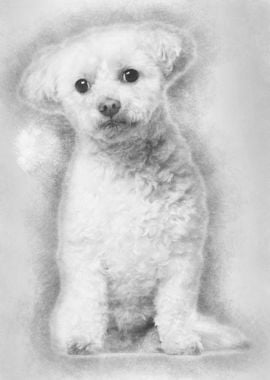 Bichon Fris 7 years old