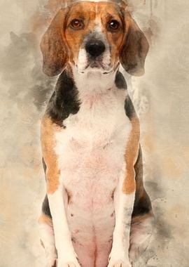 Beagle 2 years old sitting