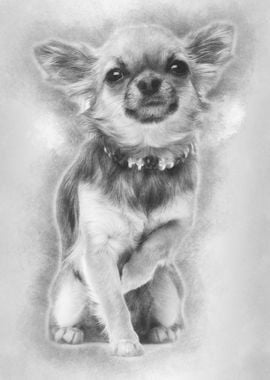 Chihuahua sitting and look