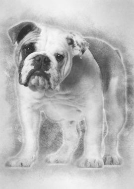 English bulldog 7 months o