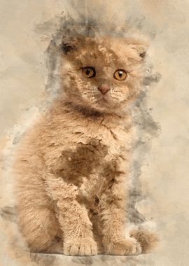 Portrait of Scottish Fold 