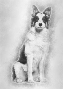 Border Collie sitting agai