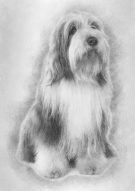 Bearded Collie 3 Years Old