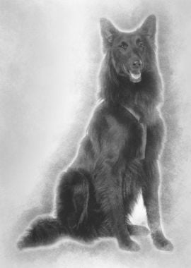 Belgian Shepherd dog sitti