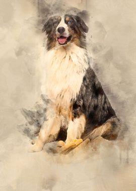 Australian Shepherd sittin