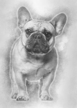 French Bulldog standing ag