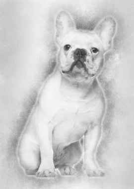 French Bulldog 7 months ol