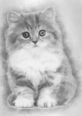 British Longhair kitten 2