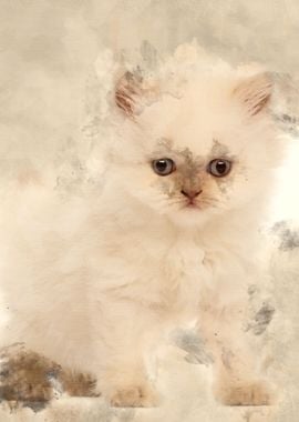 British Longhair Kitten 5 