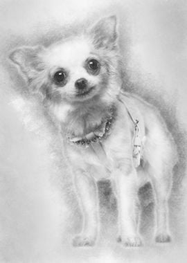 Chihuahua 1 year old weari