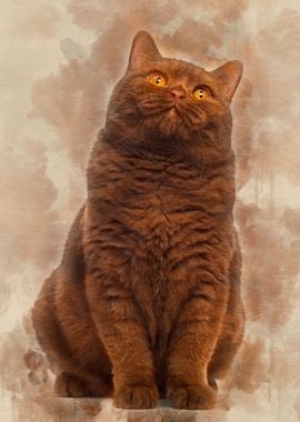 British Shorthair 20 month