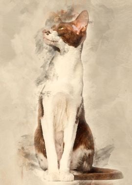 Oriental Shorthair sitting