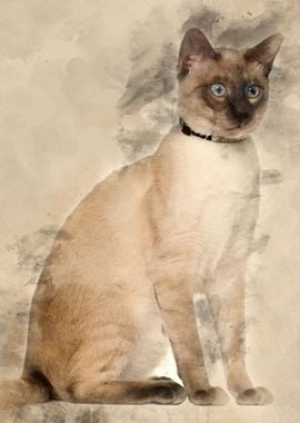 Siamese cat 8 months old s