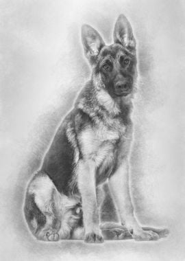 German Shepherd dog lookin