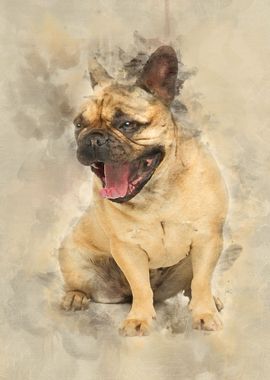 Beautiful french bulldog d