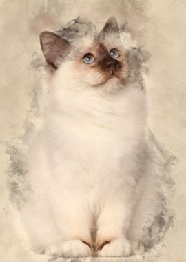 Birman kitten 4 months old