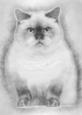 Fat British Shorthair 25