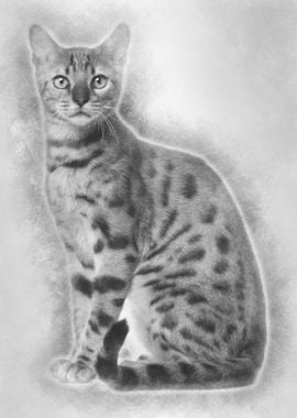 Bengal Cat 6 months old si