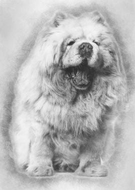 Chow chow dog 8 years old