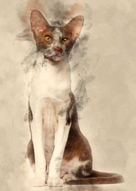 Oriental Shorthair sitting